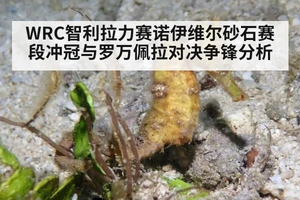 WRC智利拉力赛诺伊维尔砂石赛段冲冠与罗万佩拉对决争锋分析